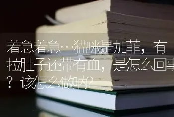 着急着急…猫咪是加菲，有拉肚子还带有血，是怎么回事?该怎么做呐？