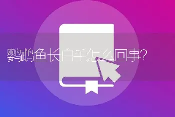 鹦鹉鱼长白毛怎么回事？