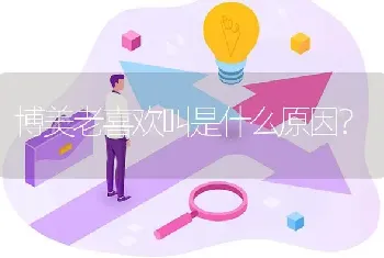 博美老喜欢叫是什么原因？