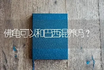 佛龟可以和巴西混养吗？