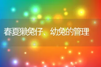 春夏獭兔仔、幼兔的管理