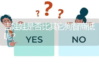 吉娃娃是否比其它狗智商低呢？