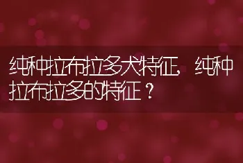 纯种拉布拉多犬特征，纯种拉布拉多的特征？