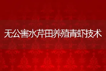 无公害水芹田养殖青虾技术