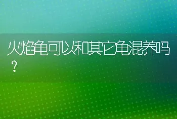 火焰龟可以和其它龟混养吗？