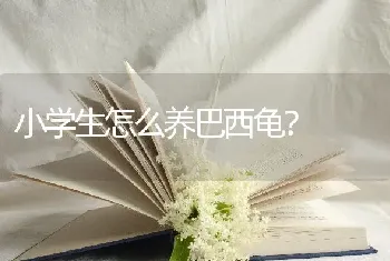 小学生怎么养巴西龟？