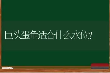 巨头蛋龟适合什么水位？