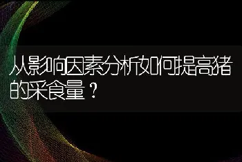 肉鸽四同步饲养新技术