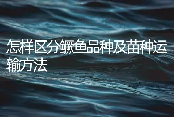 怎样区分鳜鱼品种及苗种运输方法