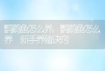 鹦鹉鱼怎么养，鹦鹉鱼怎么养 新手养殖诀窍