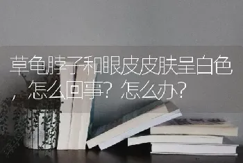 草龟脖子和眼皮皮肤呈白色，怎么回事？怎么办？