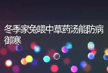 冬季家兔喂中草药汤能防病御寒