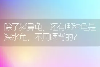 为什么有人说大金毛是傻狗？