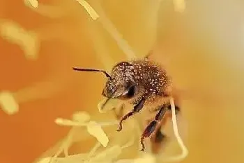 土蜂蜜采得百花成蜜后奉献给了我们？