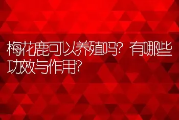 梅花鹿可以养殖吗?有哪些功效与作用?