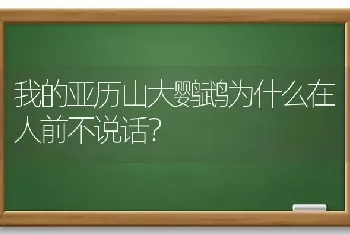 我的亚历山大鹦鹉为什么在人前不说话？