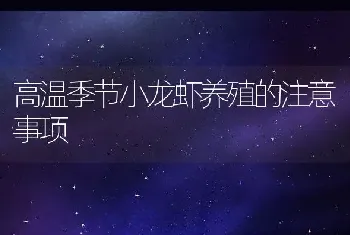 高温季节小龙虾养殖的注意事项