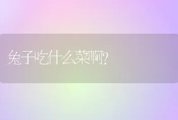 兔子吃什么菜啊？