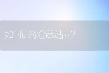 如何训练仓鼠站立？