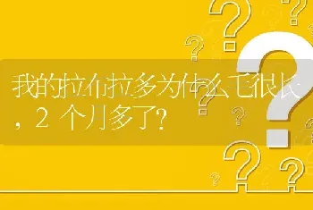 我的拉布拉多为什么毛很长，2个月多了？