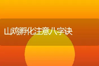 山鸡孵化注意八字诀