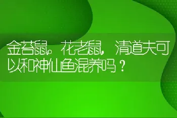 金苔鼠。花老鼠,清道夫可以和神仙鱼混养吗？