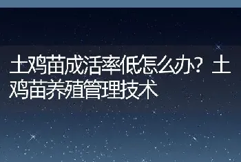 土鸡苗成活率低怎么办？土鸡苗养殖管理技术