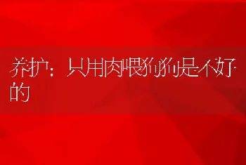 养护：只用肉喂狗狗是不好的