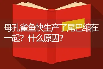 母孔雀鱼快生产了尾巴缩在一起？什么原因？