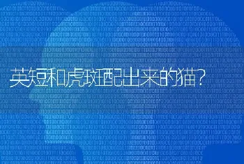 吉娃娃与小鹿犬哪个好一点？