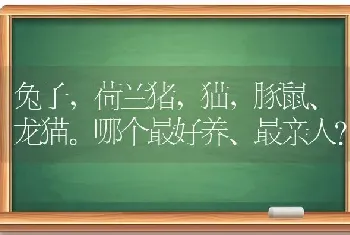 兔子，荷兰猪，猫，豚鼠、龙猫。哪个最好养、最亲人？