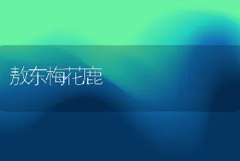 敖东梅花鹿