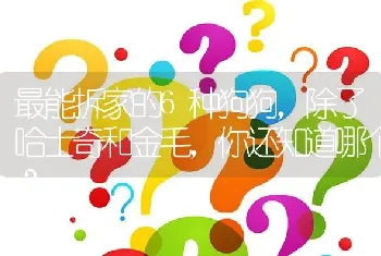 最能拆家的6种狗狗，除了哈士奇和金毛，你还知道哪个？