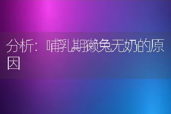 分析：哺乳期獭兔无奶的原因