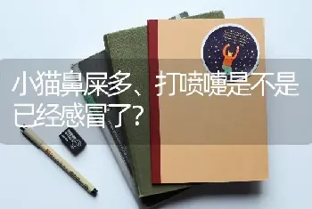 小猫鼻屎多、打喷嚏是不是已经感冒了？