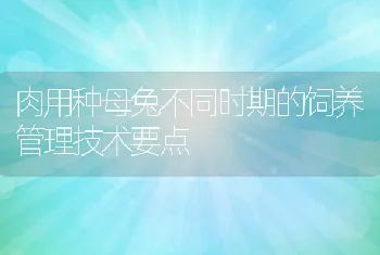 肉用种母兔不同时期的饲养管理技术要点