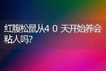 红腹松鼠从40天开始养会粘人吗？