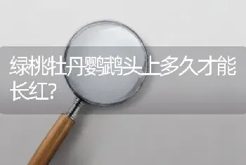 绿桃牡丹鹦鹉头上多久才能长红？