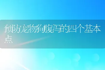 预防宠物狗腹泻的四个基本点