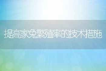 提高家兔繁殖率的技术措施