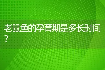 老鼠鱼的孕育期是多长时间？