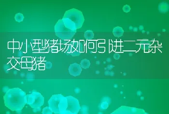 中小型猪场如何引进二元杂交母猪