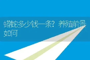 蟒蛇多少钱一条?养殖前景如何