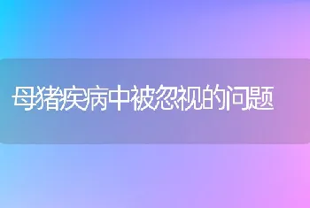 母猪疾病中被忽视的问题