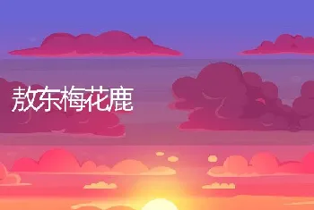 敖东梅花鹿