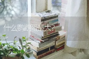 什么鹦鹉蛋最大？