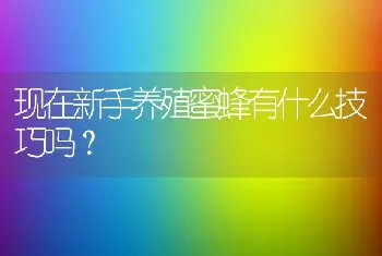 现在新手养殖蜜蜂有什么技巧吗？