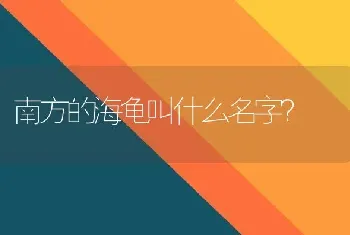 南方的海龟叫什么名字？