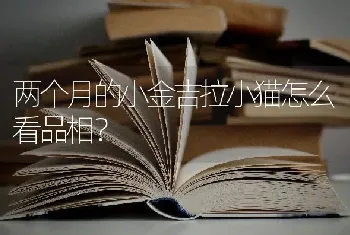 两个月的小金吉拉小猫怎么看品相？