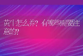 黄牛怎么养？有哪些需要注意的？